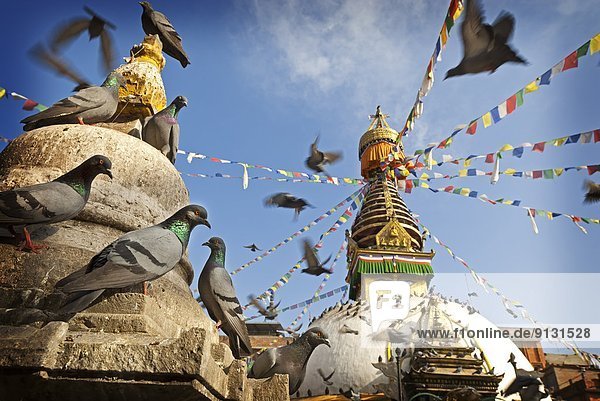 Pigeons (Columba livia) in foreground of Kathesimbu Stupa  Kathmandu  Nepal