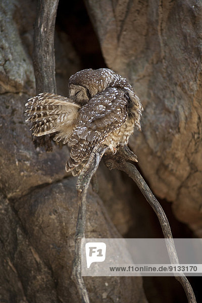Spotted Owl  Strix occidentalis lucida  Huachuca Mtns  Arizona  USA