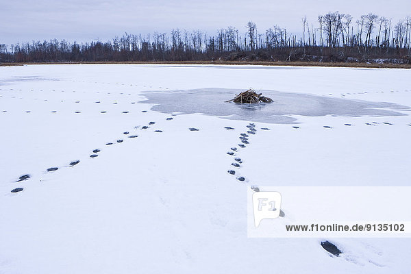 Coyote  canis latrans  tracks in the snow around Muskrat  ondatra zibethicus Lodge  Elk Island National Park  Alberta  Canada
