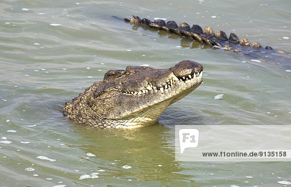 Nilkrokodil  Crocodylus niloticus  Afrika  Botswana