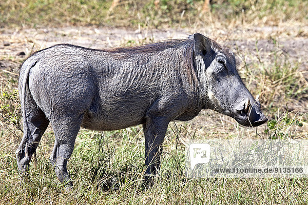 Warzenschwein  Phacochoerus aethiopicus  Afrika  Botswana