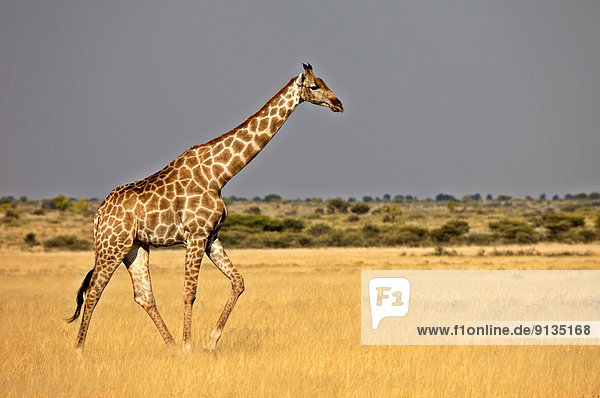 Giraffe  Giraffa camelopardalis  Afrika  Botswana  Central Kalahari Game Reserve