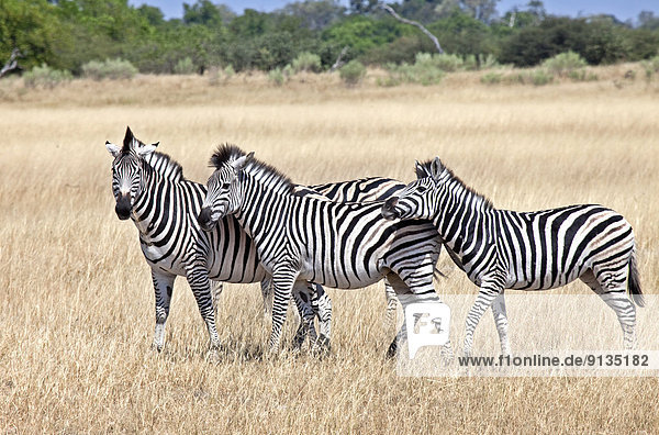 Steppenzebra  Equus quagga  Zebra  Afrika  Botswana