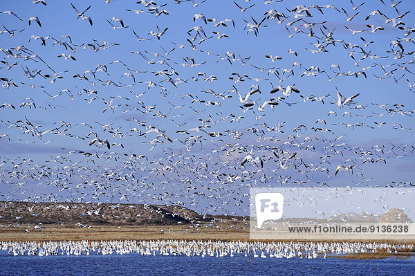 Vereinigte Staaten von Amerika  USA  nehmen  fliegen  fliegt  fliegend  Flug  Flüge  Vogelschwarm  Vogelschar  Gans  New Mexico  Teich  Schnee