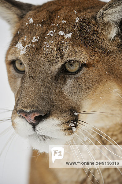 Cougar  Puma  Mountain lion (Puma concolor)   Bozeman  Montana  USA