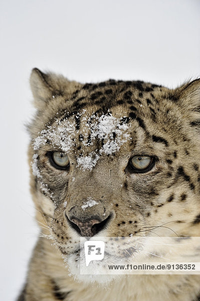 Snow leopard (Panthera uncia or Uncia uncia)  Bozeman  Montana  USA