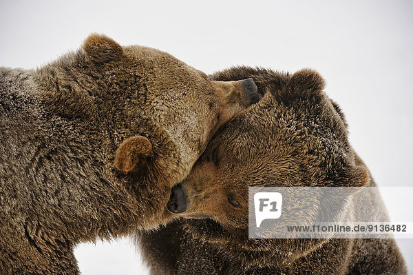 Vereinigte Staaten von Amerika  USA  Grizzlybär  ursus horibilis  Grizzly  Ringen  Bär  Geschwister