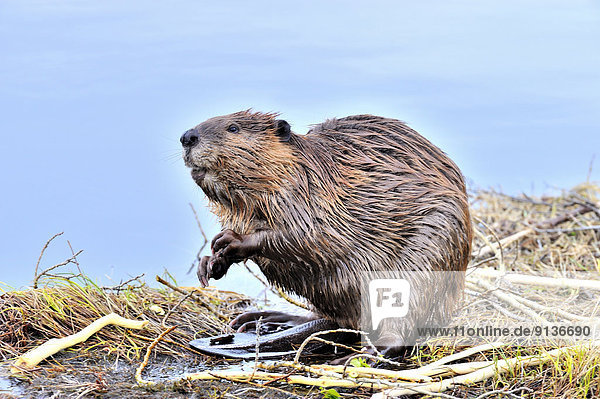 A side view image of an adult beaver 'Castor canadesis' sitting looking around from the edge of his pond.