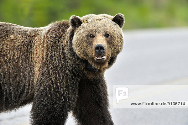 A close up encounter with an adult female grizzly bear as she crosses the highway making eye contact.