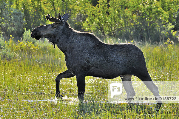 A side view of a bull moose walking through a water filled meadow backlit by the warm summer sun.