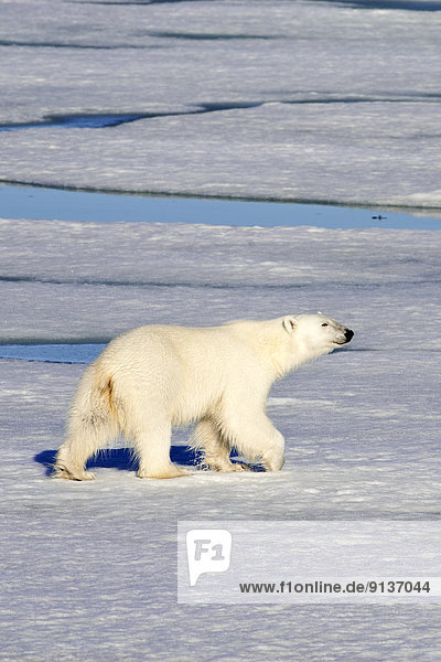 Eisbär  Ursus maritimus  Eis  Svalbard