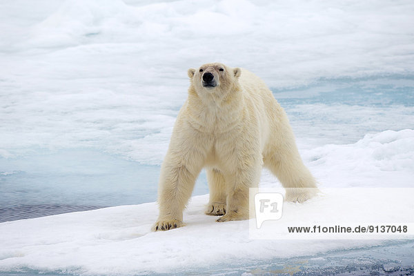 Eisbär  Ursus maritimus  Eis  Svalbard