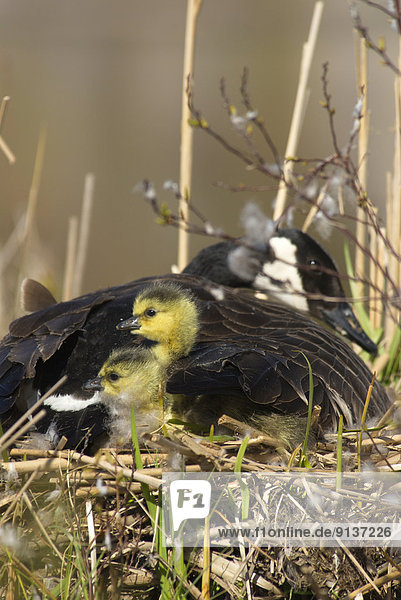 Canada Goose on her nest with 2 recently hatched chicks near Muskoka  Ontario