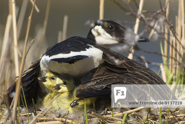 Canada Goose on her nest with 3 recently hatched chicks near Muskoka  Ontario
