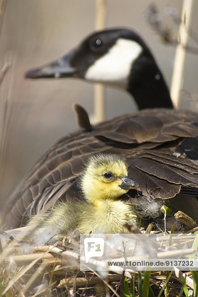 Canada Goose with Newborn Chick in muskoka  Ontario