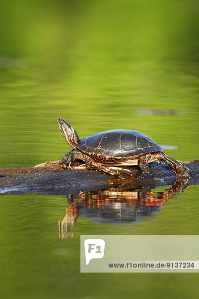 Painted Turtle sunning on a log in Muskoka  Ontario
