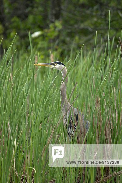 Great Blue heron standing in tall Grass