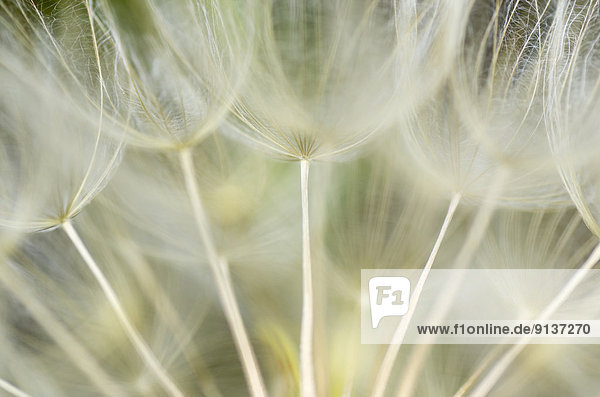 Close up of a large puffy dandelion.