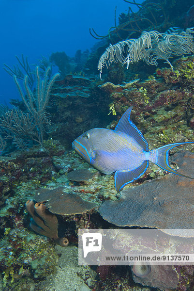 A Queen triggerfish (Balistes vetula) on a healthy coral reef in San Pedro  Belize