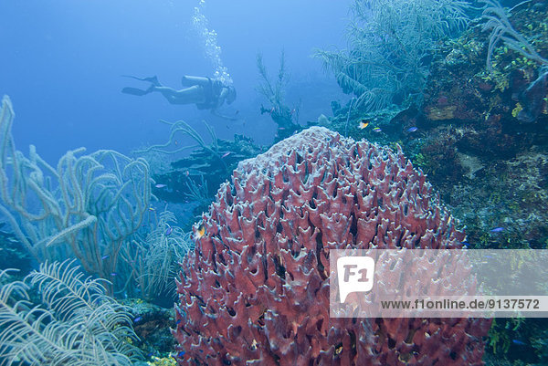 A diver swims past a purple Giant barrel sponge (Xestospongia muta) in San Pedro  Belize