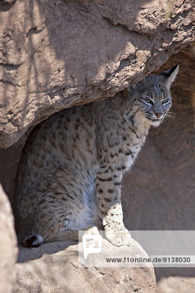 Vereinigte Staaten von Amerika  USA  Rotluchs  Lynx rufus  Arizona  Tucson