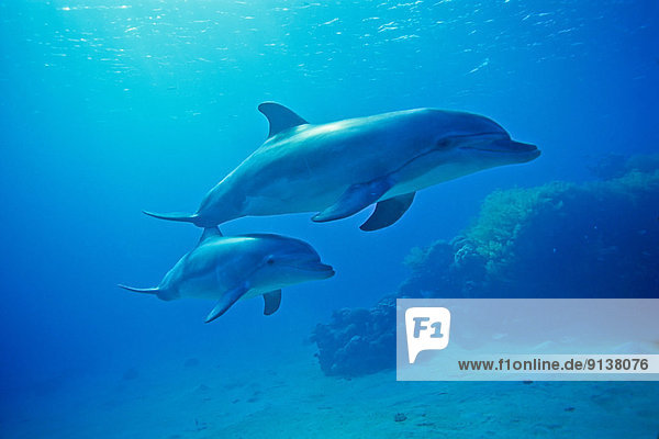 Bottlenose Dolphins  underwater  Red Sea  Israel