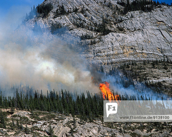 A controled wild fire on a mountain ledge  burning trees and vegetation that grow on the side of a rock cliff in Jasper National Park  British Columbia  Canada