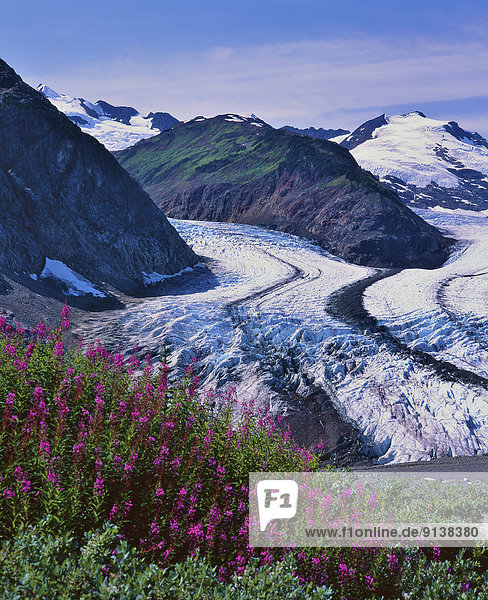 A vertical summer landscape view of the eastern arm of the Salmon Glacier situated in northern British Columbia Canada with fireweed wildflowers in the foreground.