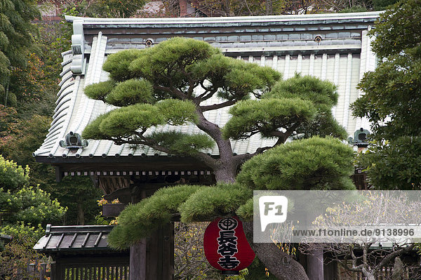 Baum  Eingang  Wachstum  frontal  Kiefer  Pinus sylvestris  Kiefern  Föhren  Pinie  Japan  Kamakura