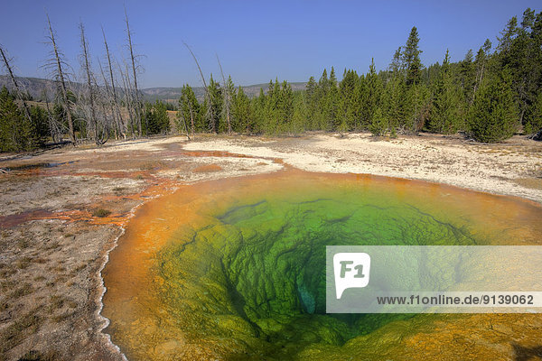 Vereinigte Staaten von Amerika  USA  Morning Glory Pool  Geysir  Yellowstone Nationalpark  Wyoming