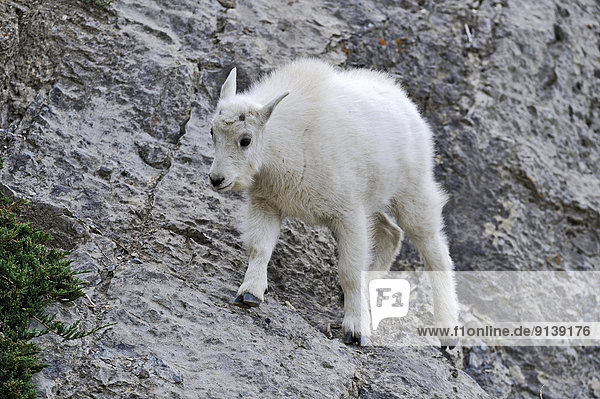 A baby mountain goat  Oreamnos americanus  walking on a narrow ledge on a steep mountain side in Jasper National Park  Alberta Canada.