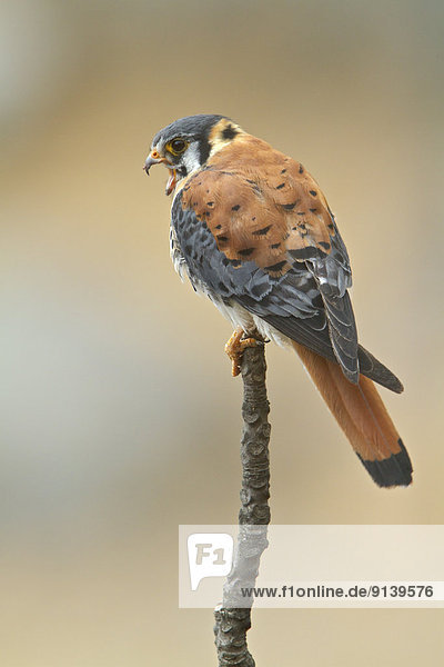 Turmfalke  Falco tinnunculus  Ast  amerikanisch  hocken - Tier  Falke  Peru