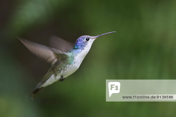 fliegen  fliegt  fliegend  Flug  Flüge  Blume  Anden  Smaragd  füttern  Peru