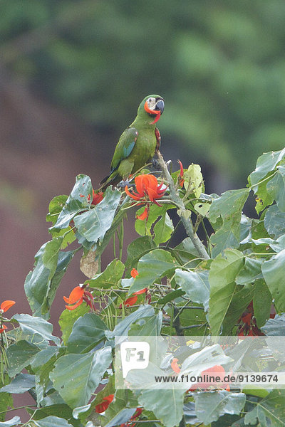 Ast  hocken - Tier  Papagei  Ara  Peru