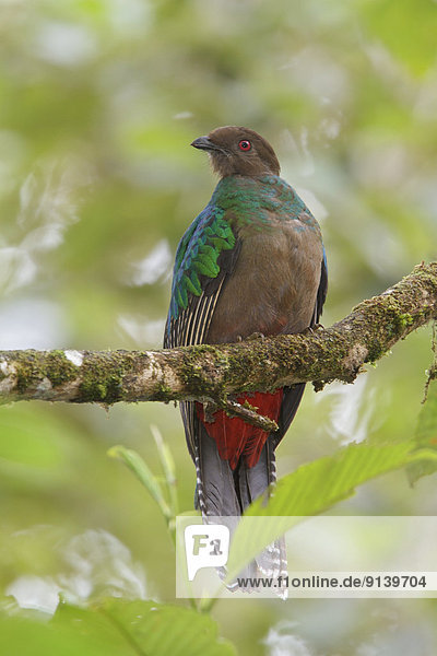Ast  hocken - Tier  Quetzal  Pharomachrus mocinno  Ecuador