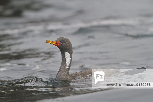 Ozean  schwimmen  Kormoran  Peru