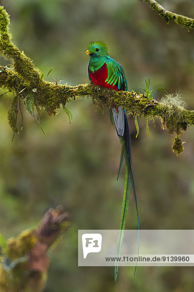 Ast  hocken - Tier  Quetzal  Pharomachrus mocinno  glänzen