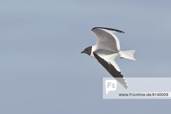 fliegen  fliegt  fliegend  Flug  Flüge  über  Möwe  Bucht  Kanada  Manitoba