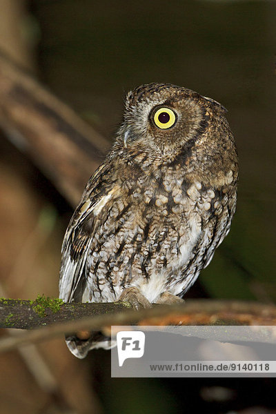 Western Screech Owl  Megascops kennicottii