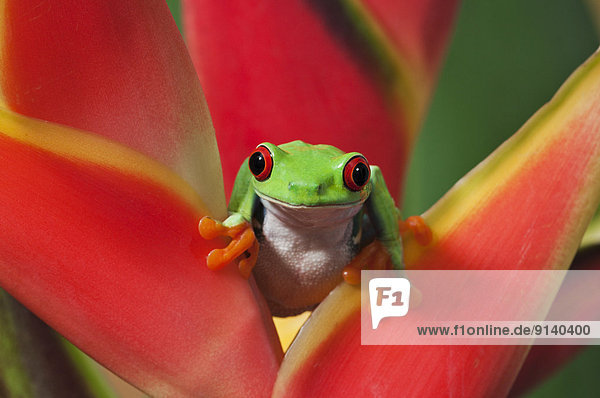Farbaufnahme  Farbe  Tropisch  Tropen  subtropisch  Amerika  Blume  Baum  halten  Produktion  Frosch  Mittelpunkt  berühren  Richtung  Ethnisches Erscheinungsbild  Rotaugen-Baumfrosch  Agalychnis callidryas
