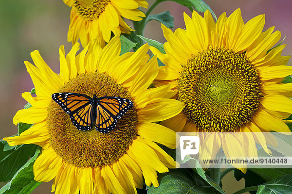 Sonnenblume  helianthus annuus  Sommer  Nordamerika  Schmetterling