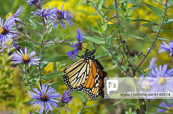 Vorbereitung  Küste  See  Monarchie  schlürfen  Schmetterling  wandern  Nektarine  Aster  Kanada  Nektar  Ontario  September