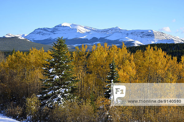 An autumn scenic with fresh snow on the mountains and yellow leaves on the deciduous trees captured in the foothills of the rocky mountains of Alberta Canada.