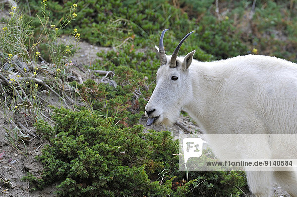 A close up side view of a white mountain goat' Oreamnos americanus' sticking his tongue out as he forages in the green vegetation along a mountain side Jasper National Park Alberta Canada