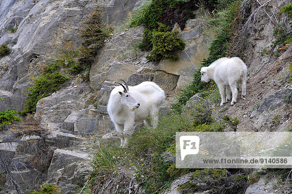 A mother mountain goat' Oreamnos americanus' watching her new baby walking along a mountain side in Jasper National Park  Alberta Canada.