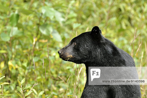 A close up image of an adult black bear (Ursus americanus) looking to the side