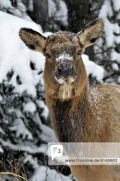 A front portrait view of a wild female elk ( Cervus elaphus) on a snowy day in northern Alberta Canada.