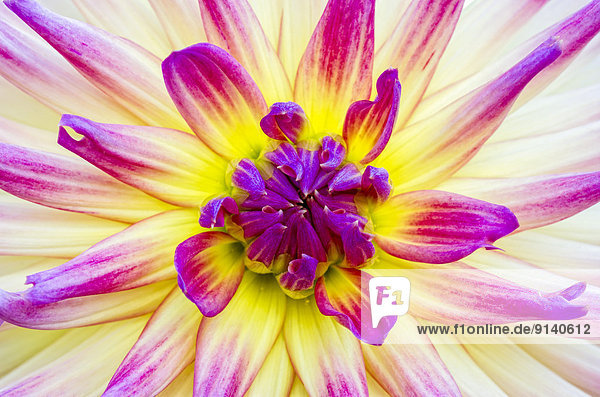 Close up of a pink and white and green Dahlia flower.