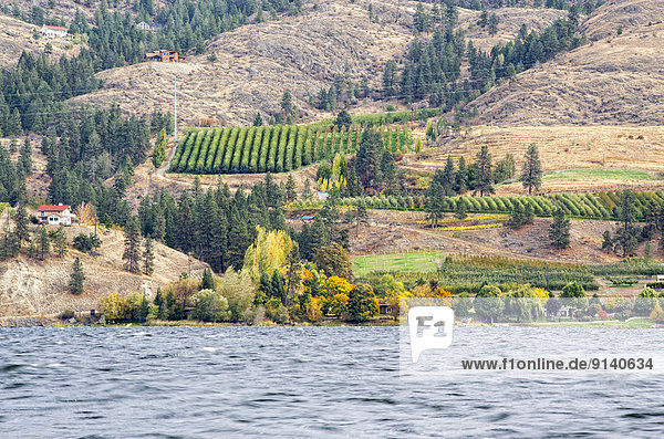 Houses and vineyards in the fall in Penticton accross from Skaha Lake in British Columbia  Canada.