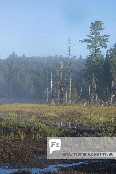 Fog on a pond along hwy 60 in Algonquin Park  Ontario